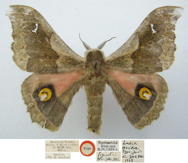 /filer/webapps/moths/media/images/A/arida_Ludia_HT_NHMUKa.jpg