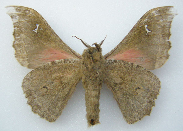 /filer/webapps/moths/media/images/A/arida_Ludia_HT_NHMUKb.jpg