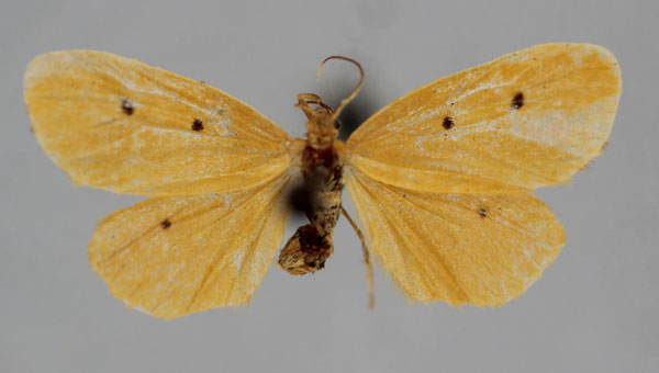 /filer/webapps/moths/media/images/A/arida_Ochrota_A_BMNH.jpg