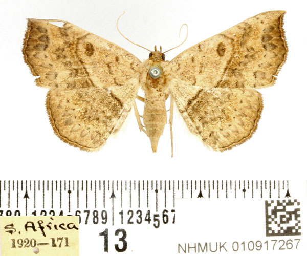 /filer/webapps/moths/media/images/A/arida_Pleuronodes_AF_BMNH.jpg