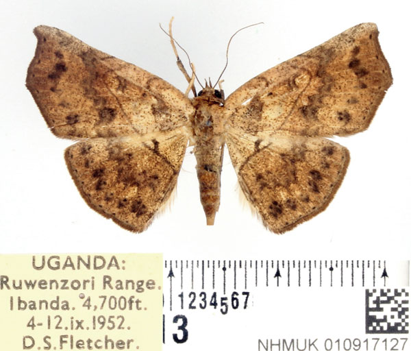 /filer/webapps/moths/media/images/A/arida_Pleuronodes_AF_BMNH_02.jpg