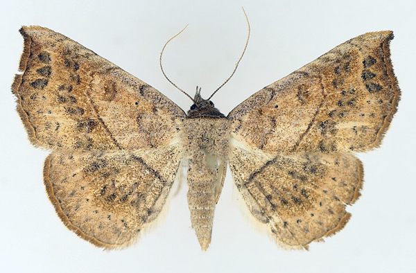 /filer/webapps/moths/media/images/A/arida_Pleuronodes_AF_TMSA_02.jpg