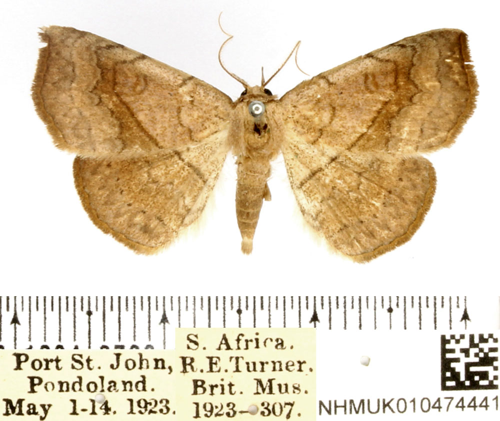 /filer/webapps/moths/media/images/A/arida_Pleuronodes_AM_BMNH_01.jpg