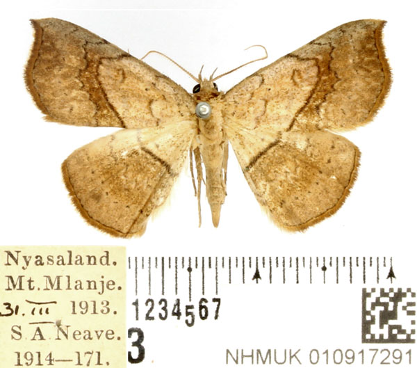 /filer/webapps/moths/media/images/A/arida_Pleuronodes_AM_BMNH_02.jpg