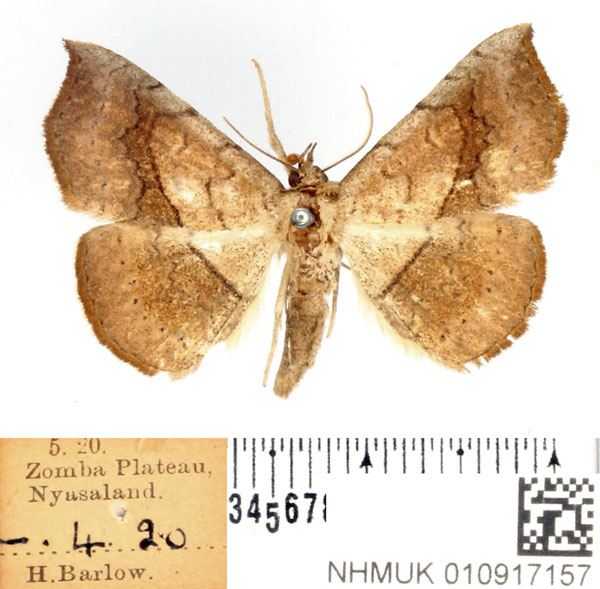 /filer/webapps/moths/media/images/A/arida_Pleuronodes_AM_BMNH_03.jpg