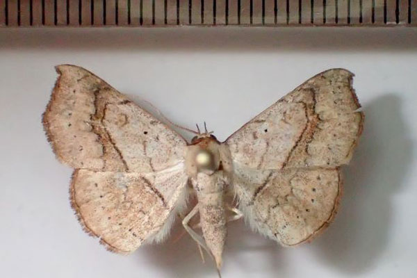 /filer/webapps/moths/media/images/A/arida_Pleuronodes_AM_Bippus.jpg