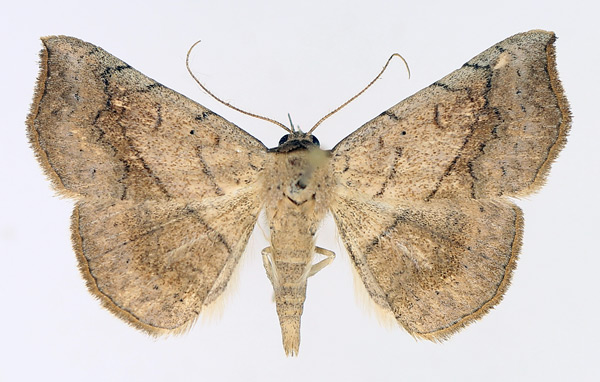 /filer/webapps/moths/media/images/A/arida_Pleuronodes_AM_TMSA_01.jpg