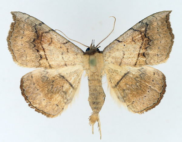 /filer/webapps/moths/media/images/A/arida_Pleuronodes_AM_TMSA_02.jpg
