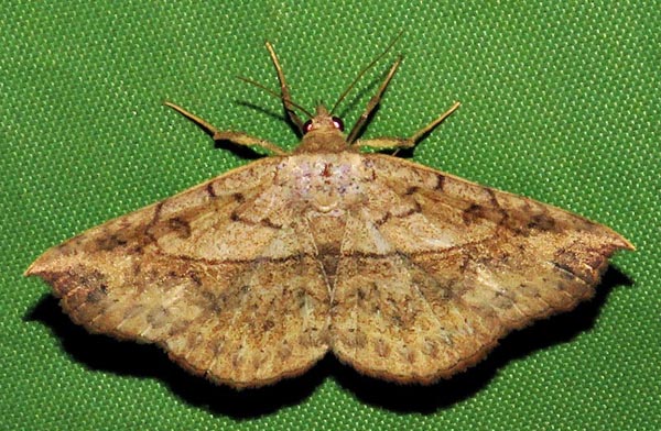 /filer/webapps/moths/media/images/A/arida_Pleuronodes_A_Braun_13.jpg