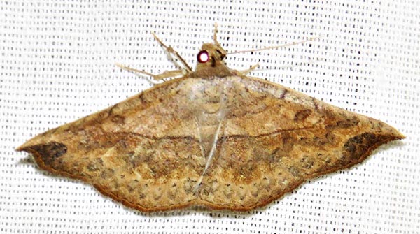 /filer/webapps/moths/media/images/A/arida_Pleuronodes_A_Braun_14.jpg