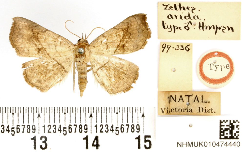 /filer/webapps/moths/media/images/A/arida_Zethes_HT_BMNH.jpg
