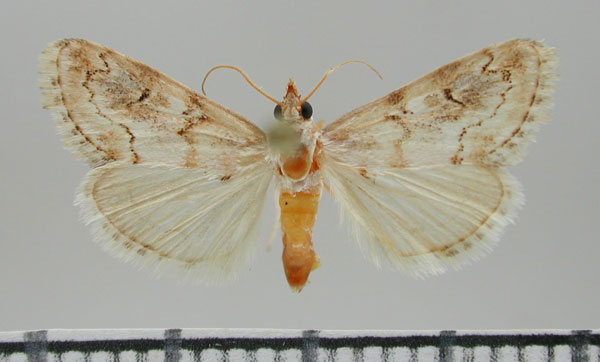 /filer/webapps/moths/media/images/A/aridalis_Tegostoma_PT_ZMHB.jpg