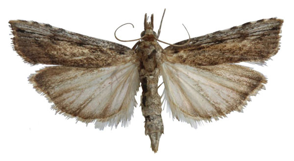 /filer/webapps/moths/media/images/A/ariditatis_Crambicybalomia_AM_BMNH.jpg