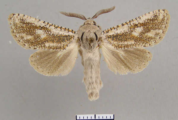 /filer/webapps/moths/media/images/A/aries_Wiltshireocossus_AM_Yakovlev.jpg