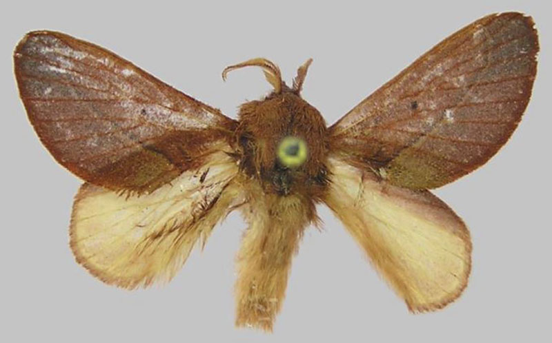 /filer/webapps/moths/media/images/A/arijakefriend_Rhynchobombyx_HT_RMCA.jpg