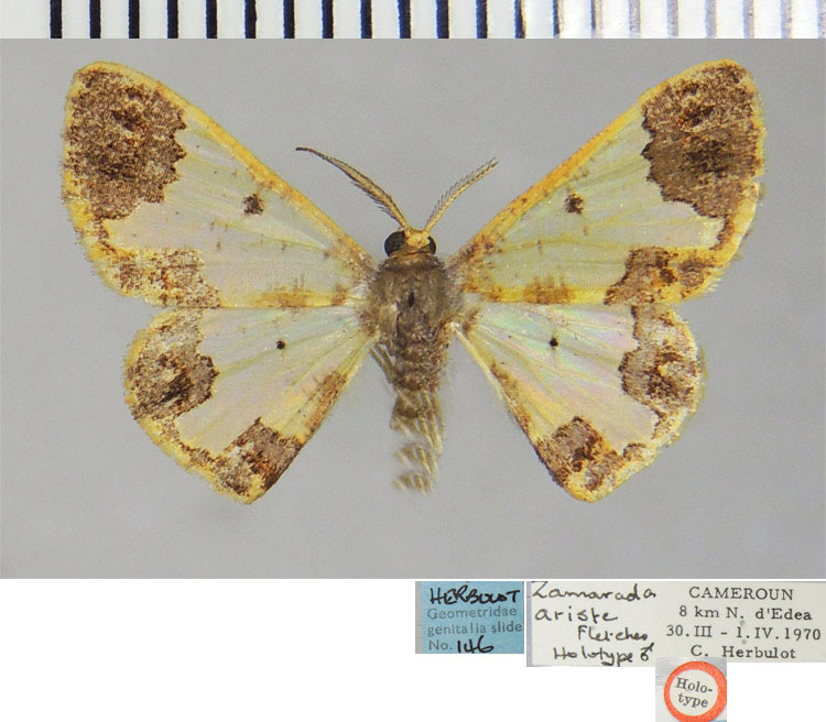 /filer/webapps/moths/media/images/A/ariste_Zamarada_HT_ZSM.jpg