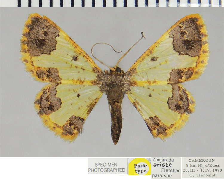 /filer/webapps/moths/media/images/A/ariste_Zamarada_PTF_ZSM.jpg