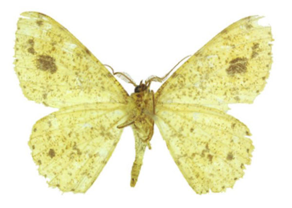 /filer/webapps/moths/media/images/A/aristophanousi_Afroracotis_HT_ANHRTb.jpg