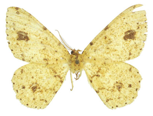 /filer/webapps/moths/media/images/A/aristophanousi_Afroracotis_PTM_ZSM.jpg