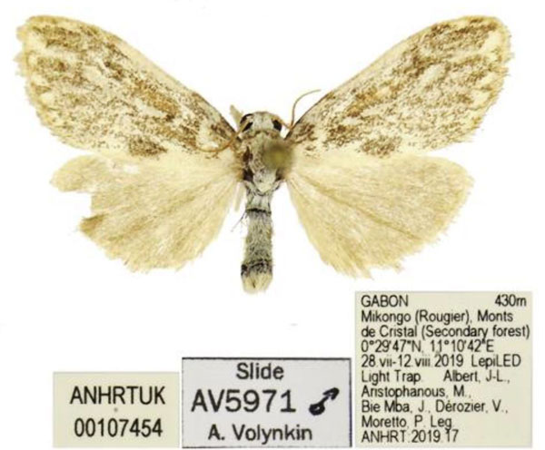 /filer/webapps/moths/media/images/A/aristophanousi_Palaeugoa_HT_ANHRT.jpg