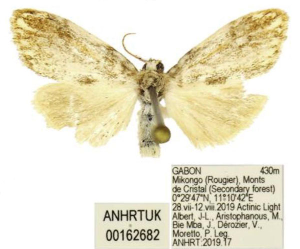 /filer/webapps/moths/media/images/A/aristophanousi_Palaeugoa_PTM_ANHRT.jpg