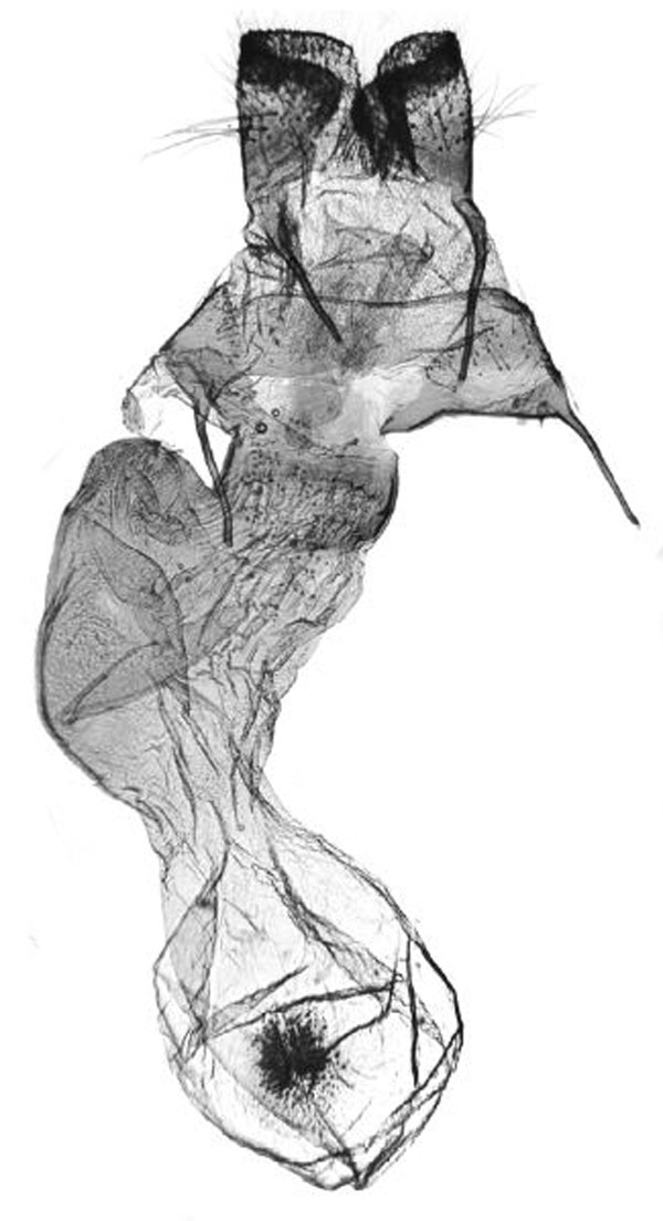 /filer/webapps/moths/media/images/A/arktos_Tumicla_GFPT_ANHRT_AV3044.jpg