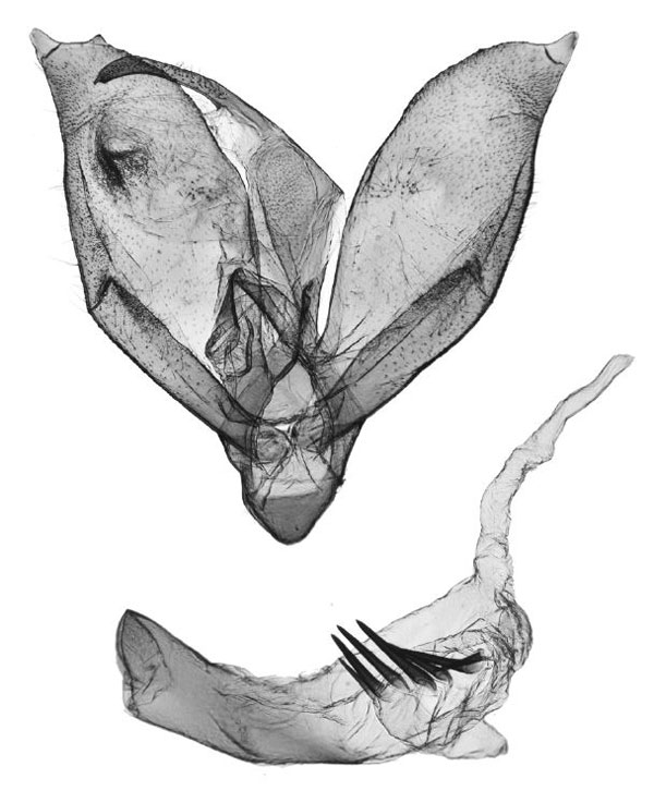 /filer/webapps/moths/media/images/A/arktos_Tumicla_GMHT_ANHRT_AV3042.jpg