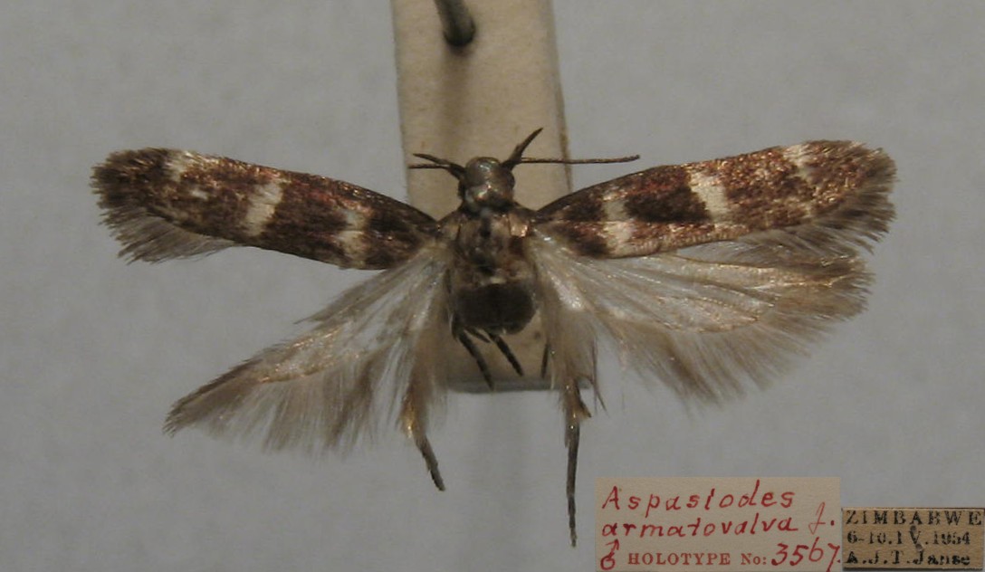/filer/webapps/moths/media/images/A/armatovalva_Aspasiodes_MHT_TMSA.jpg
