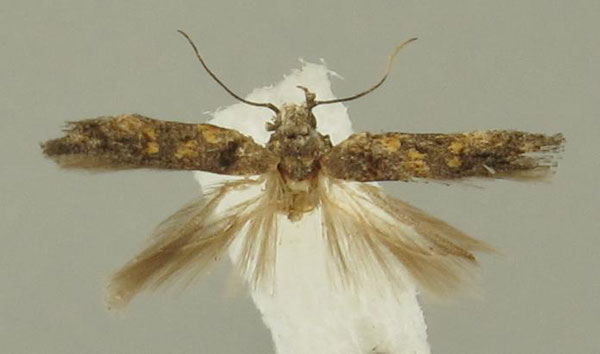/filer/webapps/moths/media/images/A/armatus_Istrianis_HT_Bidzilya.jpg