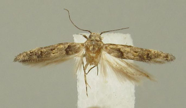 /filer/webapps/moths/media/images/A/armatus_Istrianis_PT_Bidzilya.jpg
