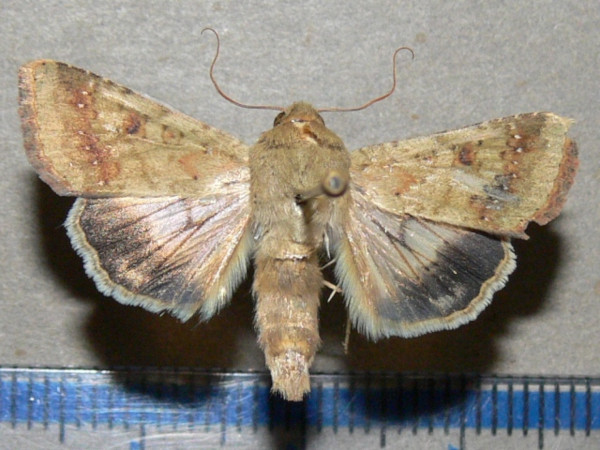 /filer/webapps/moths/media/images/A/armigera_Helicoverpa_A_Goff_03.jpg
