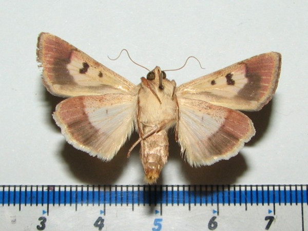 /filer/webapps/moths/media/images/A/armigera_Helicoverpa_A_Goffb_01.jpg