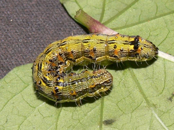 /filer/webapps/moths/media/images/A/armigera_Helicoverpa_C_Goff_01.jpg