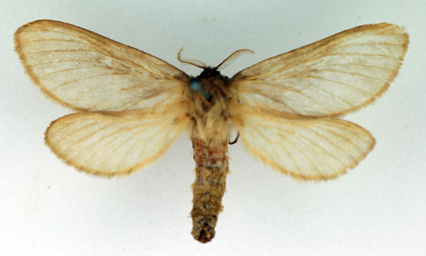 /filer/webapps/moths/media/images/A/armillata_Gorgopis_AF_TMSA.jpg