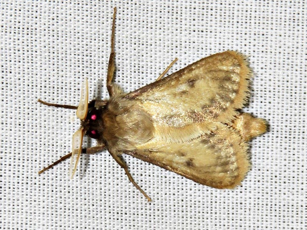 /filer/webapps/moths/media/images/A/armillata_Gorgopis_A_Braun_01.jpg
