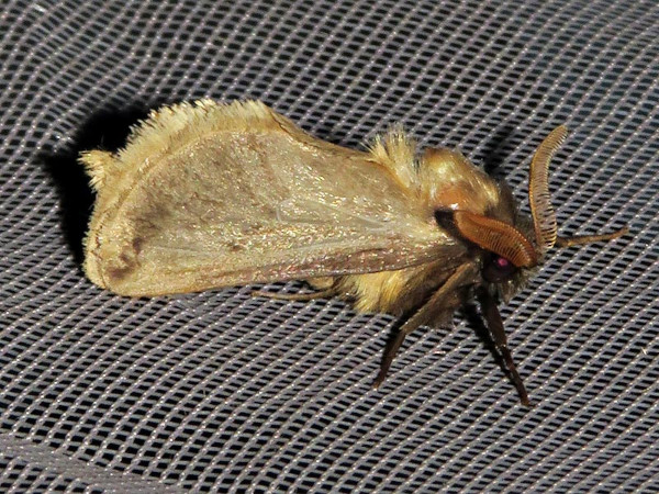 /filer/webapps/moths/media/images/A/armillata_Gorgopis_A_Braun_02.jpg