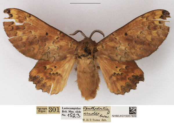 /filer/webapps/moths/media/images/A/arnoldi_Morongea_AF_NHMUK.jpg
