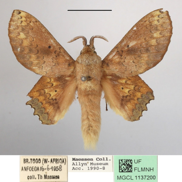 /filer/webapps/moths/media/images/A/arnoldi_Morongea_AM_MGCLa_01.JPG