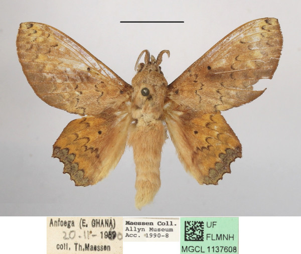 /filer/webapps/moths/media/images/A/arnoldi_Morongea_AM_MGCLa_02.JPG