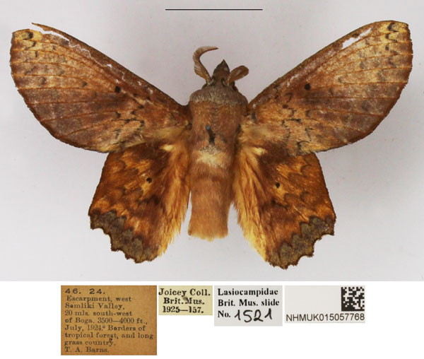 /filer/webapps/moths/media/images/A/arnoldi_Morongea_AM_NHMUK.jpg