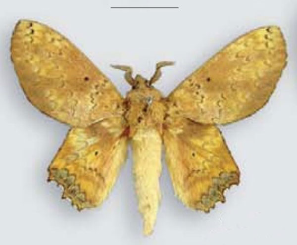 /filer/webapps/moths/media/images/A/arnoldi_Opisthodontia_HT_MfN.jpg