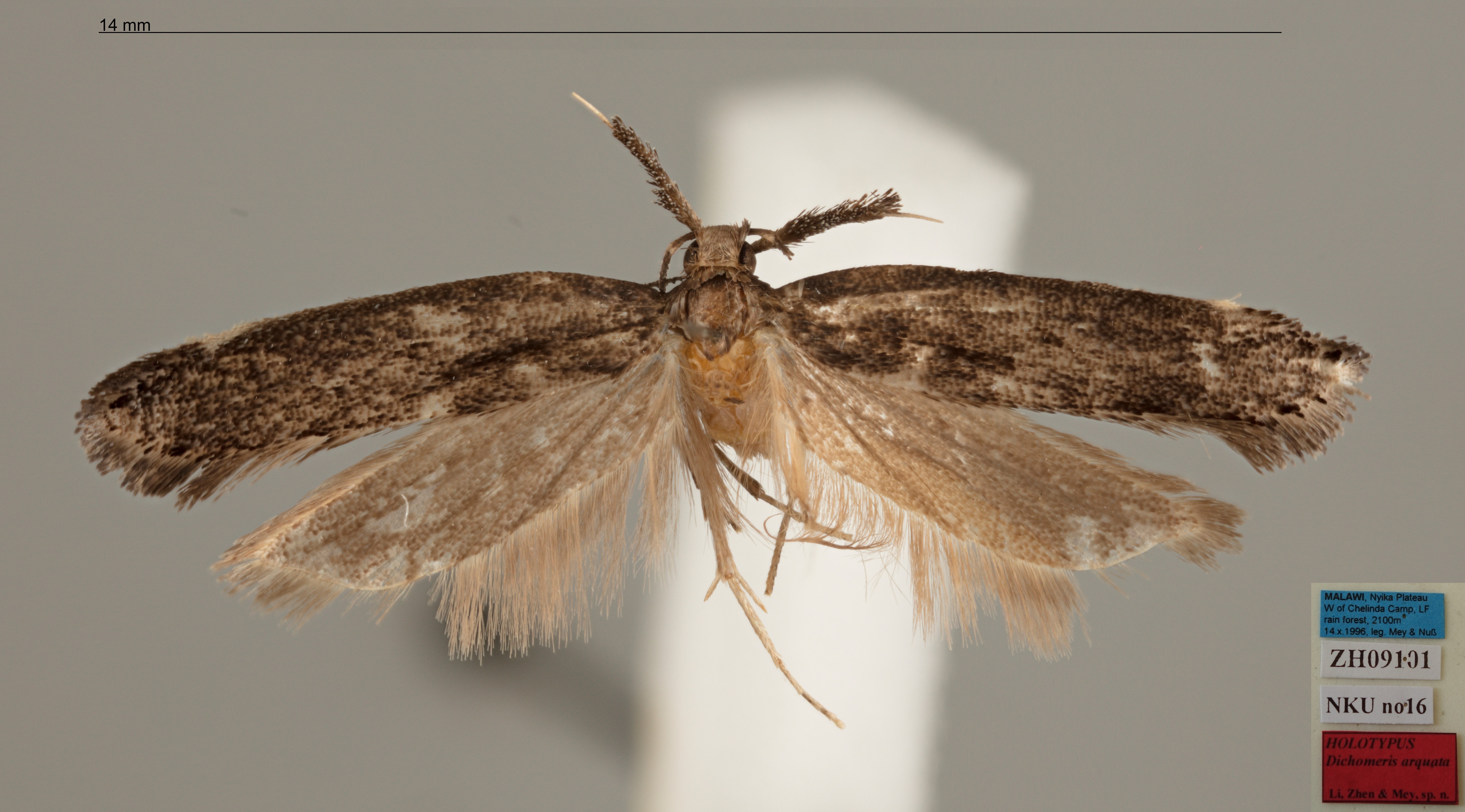 /filer/webapps/moths/media/images/A/arquata_Dichomeris_MHT_MfN.jpg