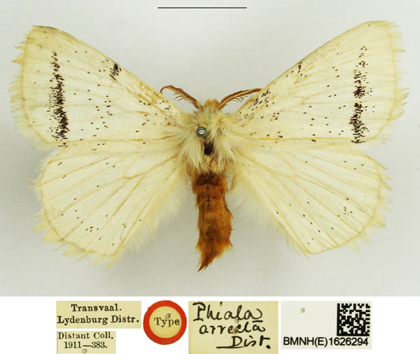 /filer/webapps/moths/media/images/A/arrecta_Phiala_HT_NHMUK.jpg