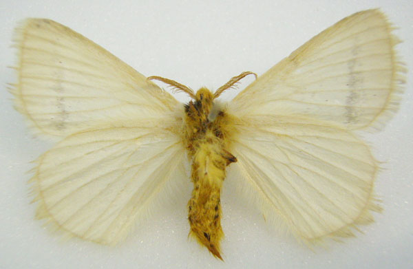 /filer/webapps/moths/media/images/A/arrecta_Phiala_HT_NHMUKb.jpg
