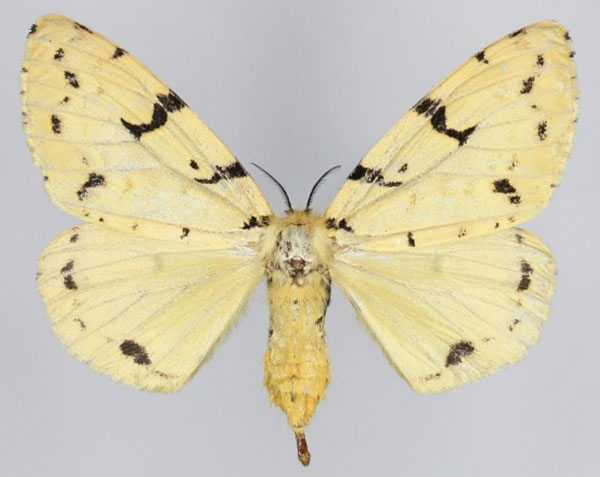 /filer/webapps/moths/media/images/A/arrheta_Lymantica_AF_Golovizina.jpg