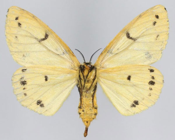 /filer/webapps/moths/media/images/A/arrheta_Lymantica_AF_Golovizinb.jpg