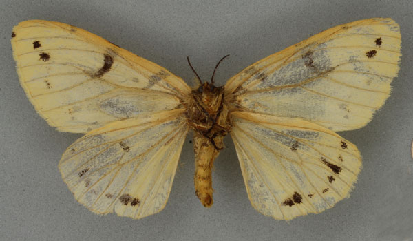 /filer/webapps/moths/media/images/A/arrheta_Lymantria_HT_NHMUKb.jpg