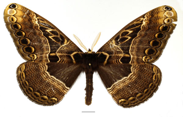 /filer/webapps/moths/media/images/A/arrogans_Dactyloceras_AM_Basquin_01.jpg