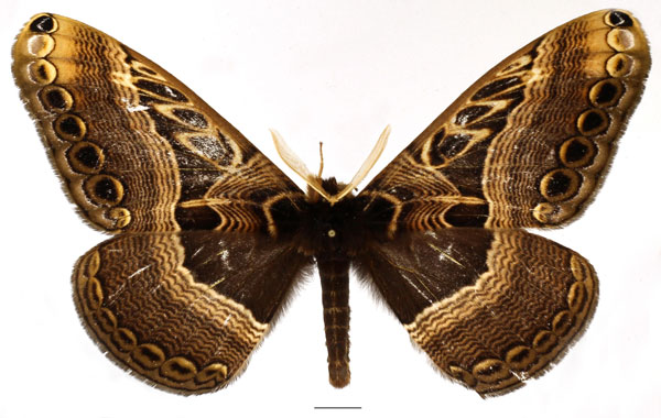 /filer/webapps/moths/media/images/A/arrogans_Dactyloceras_AM_Basquin_02.jpg