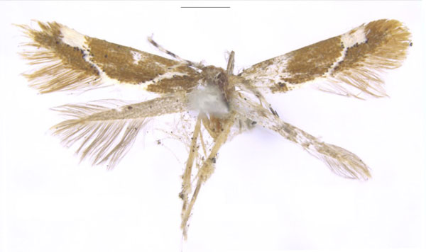 /filer/webapps/moths/media/images/A/arsilineata_Promalactis_HT_NHMUK.jpg